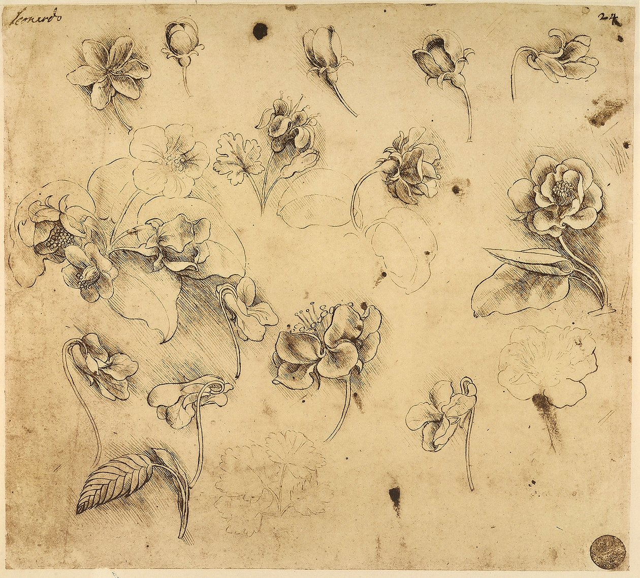 ナメクジ　ペン画 花の習作。黄みがかった紙に描かれたペン画で、銀筆による下描きの痕跡